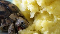 Tak hanya buah strawberry saja, rupanya kura-kura juga suka makan kentang tumbuk, dengan tekstur lembut dan rasa yang gurih enak. Foto: Pool/Site News