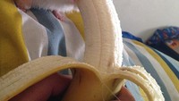 Hamster yang satu ini tengah berusaha keras menghabiskan satu buah pisang utuh, yang memiliki rasa manis dan digemarinya. Foto: Pool/Site News