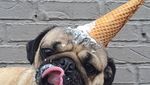 Gemas! 10 Hewan Foodies Ini Hobi Makan Mie hingga Es Krim