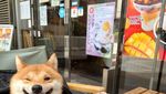 Gemas! 10 Hewan Foodies Ini Hobi Makan Mie hingga Es Krim