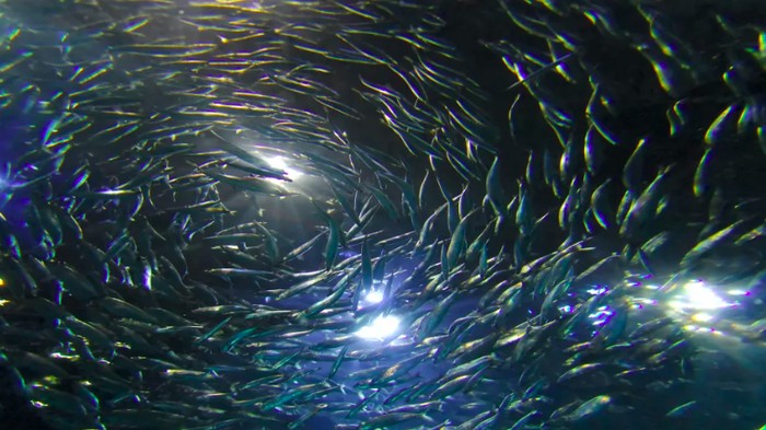 Ikan teri