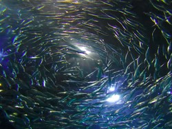 Viral Ikan Beterbangan di Tasikmalaya, Netizen Kaitkan Megathrust