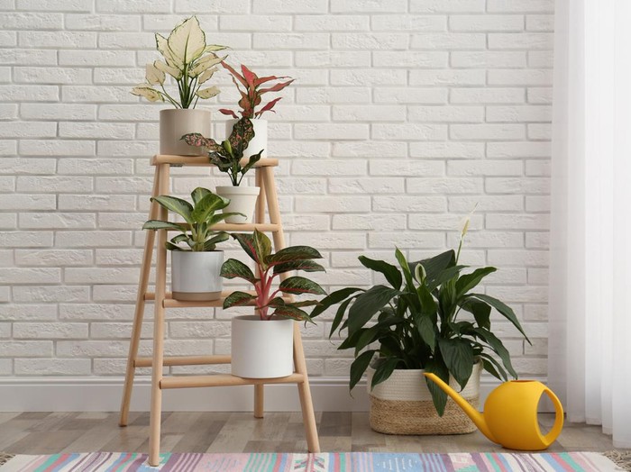 Ilustrasi aglaonema