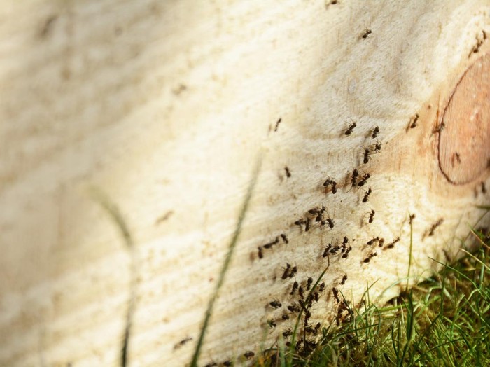Ants on wooden plank. Busy insects teamwork