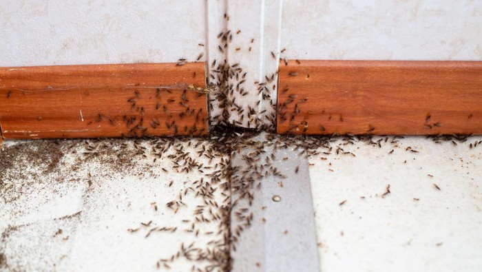An infestation of ants with wings (termites?) crawling out of a baseboard