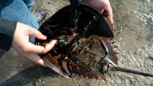 Ini Kepiting Tapal Kuda, Hewan Unik Penguji Vaksin Covid-19