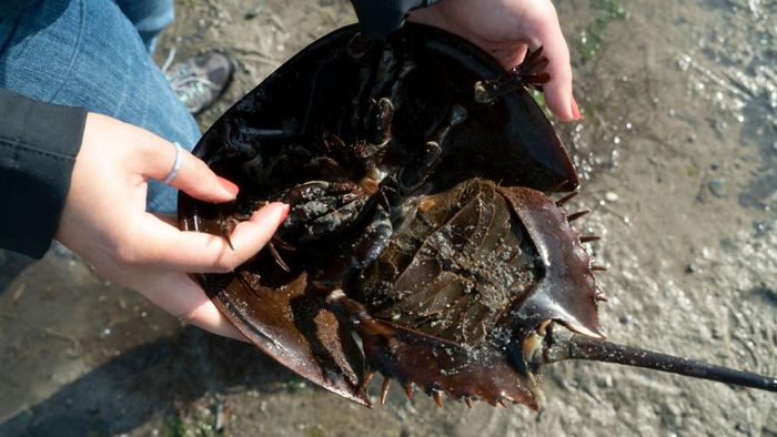 Ini Kepiting Darah Biru, Hewan Unik Pahlawan Covid-19 Glenn Gauvry, president of the Ecological Research & Development Group, a nonprofit advocating for the conservation of horseshoe crabs, holds a horseshoe crab at Pickering Beach, Delaware, on June 17, 2022. - On a bright moonlit night, a team of scientists and volunteers head out to a protected beach along the Delaware Bay to survey horseshoe crabs. If youve ever had a vaccine in your life, you have these weird sea animals to thank: their bright blue blood, which clots in the presence of harmful bacterial components called endotoxins, has been essential for testing the safety of biomedical products since the 1970s, when it replaced rabbit testing. (Photo by Bastien INZAURRALDE / AFP) (Photo by BASTIEN INZAURRALDE/AFP via Getty Images)