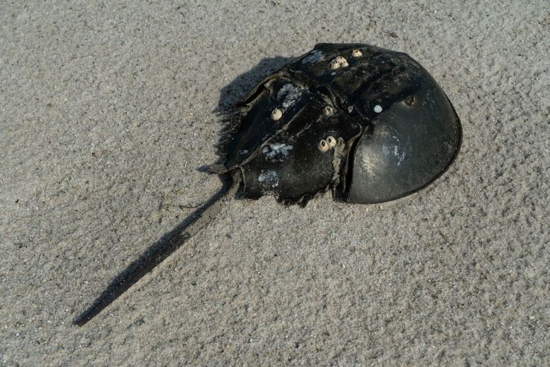 Glenn Gauvry, president of the Ecological Research & Development Group, a nonprofit advocating for the conservation of horseshoe crabs, holds a horseshoe crab at Pickering Beach, Delaware, on June 17, 2022. - On a bright moonlit night, a team of scientists and volunteers head out to a protected beach along the Delaware Bay to survey horseshoe crabs. If you've ever had a vaccine in your life, you have these weird sea animals to thank: their bright blue blood, which clots in the presence of harmful bacterial components called endotoxins, has been essential for testing the safety of biomedical products since the 1970s, when it replaced rabbit testing. (Photo by Bastien INZAURRALDE / AFP) (Photo by BASTIEN INZAURRALDE/AFP via Getty Images)