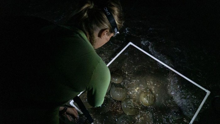 Glenn Gauvry, president of the Ecological Research & Development Group, a nonprofit advocating for the conservation of horseshoe crabs, holds a horseshoe crab at Pickering Beach, Delaware, on June 17, 2022. - On a bright moonlit night, a team of scientists and volunteers head out to a protected beach along the Delaware Bay to survey horseshoe crabs. If you've ever had a vaccine in your life, you have these weird sea animals to thank: their bright blue blood, which clots in the presence of harmful bacterial components called endotoxins, has been essential for testing the safety of biomedical products since the 1970s, when it replaced rabbit testing. (Photo by Bastien INZAURRALDE / AFP) (Photo by BASTIEN INZAURRALDE/AFP via Getty Images)