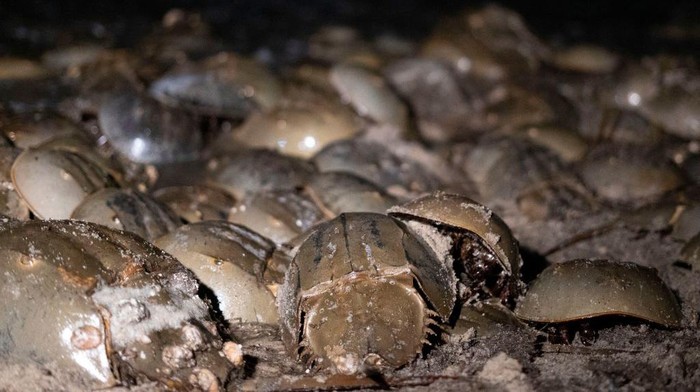 Glenn Gauvry, president of the Ecological Research & Development Group, a nonprofit advocating for the conservation of horseshoe crabs, holds a horseshoe crab at Pickering Beach, Delaware, on June 17, 2022. - On a bright moonlit night, a team of scientists and volunteers head out to a protected beach along the Delaware Bay to survey horseshoe crabs. If you've ever had a vaccine in your life, you have these weird sea animals to thank: their bright blue blood, which clots in the presence of harmful bacterial components called endotoxins, has been essential for testing the safety of biomedical products since the 1970s, when it replaced rabbit testing. (Photo by Bastien INZAURRALDE / AFP) (Photo by BASTIEN INZAURRALDE/AFP via Getty Images)