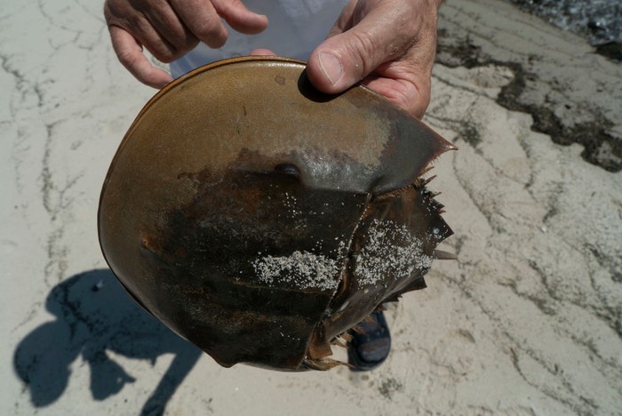 Glenn Gauvry, president of the Ecological Research & Development Group, a nonprofit advocating for the conservation of horseshoe crabs, holds a horseshoe crab at Pickering Beach, Delaware, on June 17, 2022. - On a bright moonlit night, a team of scientists and volunteers head out to a protected beach along the Delaware Bay to survey horseshoe crabs. If youve ever had a vaccine in your life, you have these weird sea animals to thank: their bright blue blood, which clots in the presence of harmful bacterial components called endotoxins, has been essential for testing the safety of biomedical products since the 1970s, when it replaced rabbit testing. (Photo by Bastien INZAURRALDE / AFP) (Photo by BASTIEN INZAURRALDE/AFP via Getty Images)