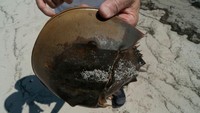 Petugas memegang kepiting tapal kuda di Pickering Beach, Delaware, AS, Jumat, (17/6/2022). Hewan laut satu ini sangat penting untuk menguji keamanan produk biomedis sejak 1970-an. Kepiting ini menggantikan pengujian kelinci.