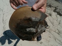 Viral Darah Biru Kepiting Tapal Kuda Dijual Rp 700 Juta, Ini Keistimewaannya