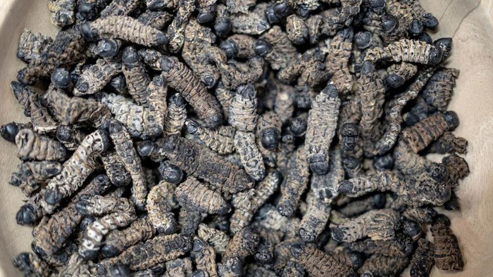 Menjajal Cacing Mopane, Camilan Kaya Protein dari Afrika Selatan A vendor (L) interacts with attendees as they taste mopani worm chocolate at the Hostex food Expo in Sandton on June 27, 2022. - A South African start-up entrepreneur is changing the way people view and eat protein- and iron-packed mopane caterpillars.
For the past seven months Wendy Vesela has been cooking up a culinary buzz selling iron-packed insects caterpillars known as mopane worms in wafer-like biscuits, energy bars, or as a pizza topping.
The 40-year-old chemical engineer found creative ways to serve the spiky black and green caterpillars that some people find gross.
She is selling them at home and abroad in trendy packaging as dried whole mopanes, but also as a milled flour that can be substituted for protein powder as well as a savory biscuit and sweet chocolate protein bar. (Photo by EMMANUEL CROSET / AFP) (Photo by EMMANUEL CROSET/AFP via Getty Images)