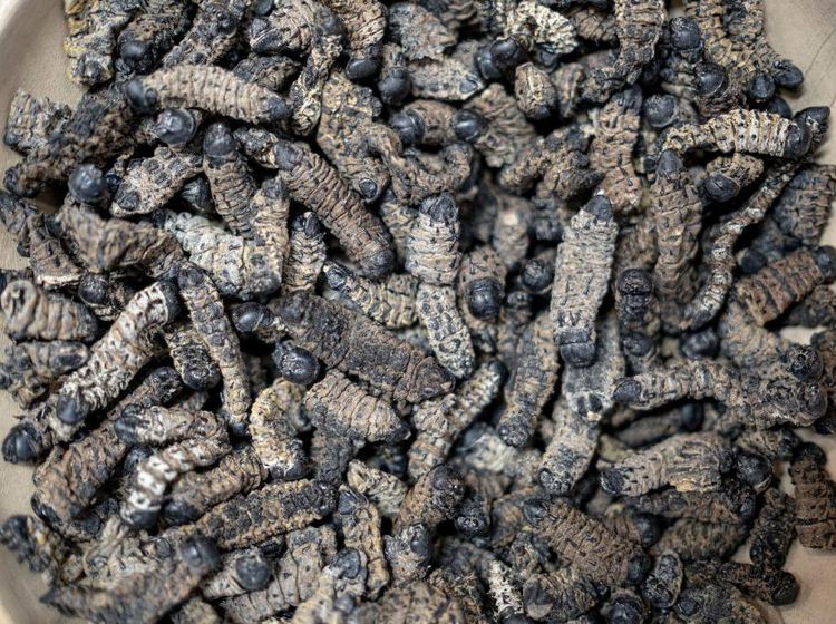 Wowww... Ulat Bulu Bisa Dibikin Camilan, Biskuit hingga Topping Pizza