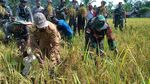 Panen Padi di Pegunungan Bintang Papua