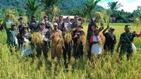 Sementara itu, Yoben Kimky selaku kepala distrik mengucapkan terima kasih kepada Satgas Pamtas Yonif 126/KC Pos Batom yang telah membantu para petani mengelola padi dari mulai menanam sampai dengan panen raya.