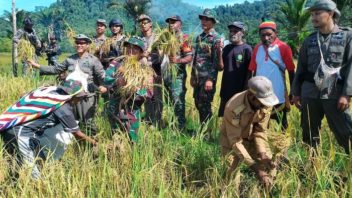 Petani di Kampung Batom, Distrik Batom, Kabupaten Pegunungan Bintang, Papua, panen padi. Mereka turut dibantu Satgas Pamtas Yonif 126/KC Pos Batom saat memanen.