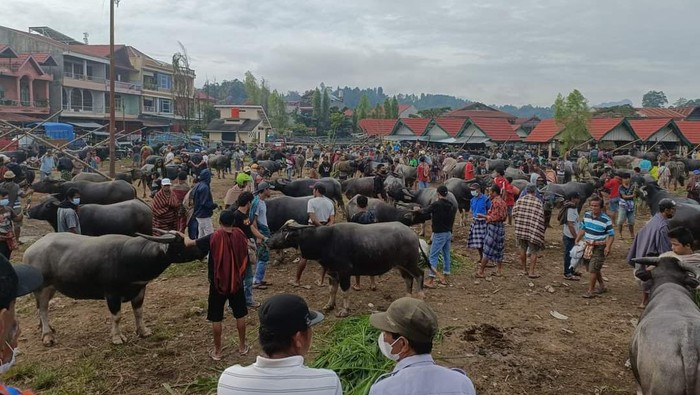 Pasar hewan di Toraja Utara ditutup buntut temuan gejala PMK pada 7 ekor kerbau (Dok. Istimewa).
