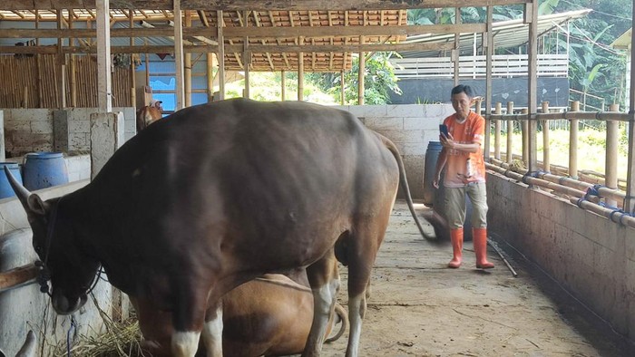 Pedagang di Bogor live jualan sapi gara-gara pembeli sepi ke pasar (Sholihin-detikcom)