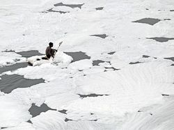 Potret Busa Beracun di Sungai Yamuna India