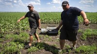 Dua orang petani mengevakusi pecahan roket Rusia di ladang bunga matahari di wilayah Donetsk, Ukraina pada Selasa (21/5/2022). (Efrem Lukatsky/AP Photo).