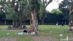 Taman Balekambang Solo Ramai Lagi Usai Renovasi