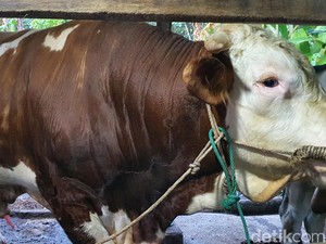 Jokowi Sumbang Sapi Kurban Bobot 814 Kg untuk Warga Pekanbaru