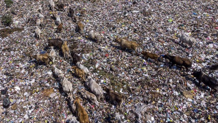 SAPI PEMAKAN SAMPAH DI TASIKMALAYA Sejumlah sapi ternak memakan sampah di Tempat Pembuangan Akhir Sampah (TPAS) Kampung Ciangir, Kota Tasikmalaya, Jawa Barat, Selasa (5/7/2022). Menjelang Idul Adha 1443 H sejumlah pemilik sapi di kawasan tersebut menjual sapi untuk kurban dengan harga Rp18 juta hingga Rp23 juta per ekor. ANTARA FOTO/Adeng Bustomi/aww.