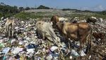 Sapi Makan Rumput Biasa, Sapi-sapi di Tasik Ini Makan Sampah