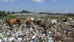 Sapi Makan Rumput Biasa, Sapi-sapi di Tasik Ini Makan Sampah