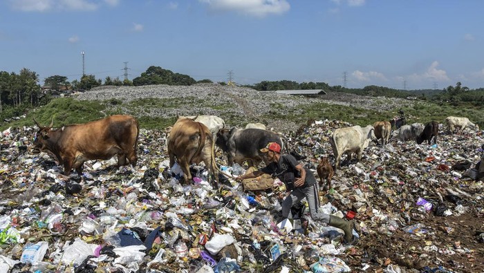 Sejumlah sapi ternak memakan sampah di Tempat Pembuangan Akhir Sampah (TPAS) Kampung Ciangir, Kota Tasikmalaya, Jawa Barat, Selasa (5/7/2022). Menjelang Idul Adha 1443 H sejumlah pemilik sapi di kawasan tersebut menjual sapi untuk kurban dengan harga Rp18 juta hingga Rp23 juta per ekor. ANTARA FOTO/Adeng Bustomi/aww.