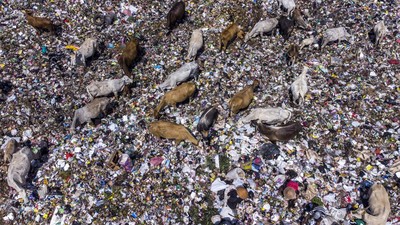 Sapi Makan Rumput Biasa, Sapi-sapi di Tasik Ini Makan Sampah