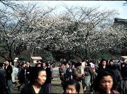 Potret Tokyo Tahun 1950-an, Beda Banget dengan Sekarang