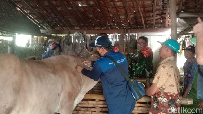 vaksinasi pmk di ngawi
