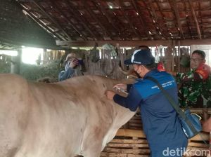 Vaksinasi PMK di Ngawi Ditingkatkan Jelang Idul Adha