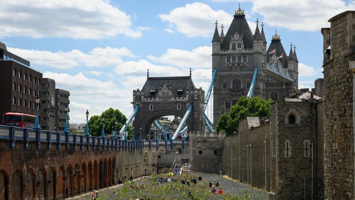 LONDON, ENGLAND - JULY 04: Tower Bridge is seen in the distance as visitors walk among the flowers planted in the moat area at the Tower of London on July 04, 2022 in London, England. In honour of the Queen's Platinum Jubilee year, the Tower has sown 20 million seeds in its moat to create a landscape of wildflowers that show their various colours throughout the summer. (Photo by Leon Neal/Getty Images)