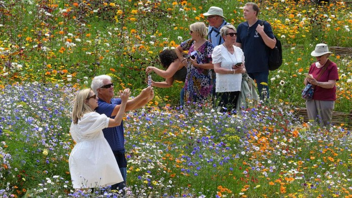 LONDON, ENGLAND - JULY 04: Visitors take photographs and enjoy the flowers planted in the moat area at the Tower of London on July 04, 2022 in London, England. In honour of the Queen's Platinum Jubilee year, the Tower has sown 20 million seeds in its moat to create a landscape of wildflowers that show their various colours throughout the summer. (Photo by Leon Neal/Getty Images)