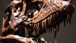 Kerangka Gorgosaurus Asal Montana AS Bakal Dilelang