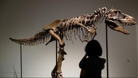 Seorang pengunjung terlihat mengabadikan kerangka Gorgosaurus saat pratinjau pers di Sothebys, New York, Amerika Serikat, Selasa (5/7/2022).