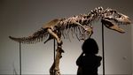 Kerangka Gorgosaurus Asal Montana AS Bakal Dilelang