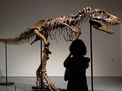 Kerangka Gorgosaurus Asal Montana AS Bakal Dilelang
