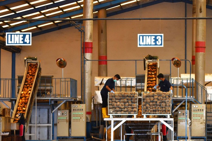 Sejumlah pekerja melakukan proses produksi serpih porang kering atau konjac chips di PT Asia Prima Konjac (APK) Kabupaten Madiun, Jawa Timur, Rabu (6/7/2022). PT APK mengekspor 162 ton serpih porang kering ke China setelah selama masa pandemi COVID-19 tidak melakukan kegiatan ekspor. ANTARA FOTO/Siswowidodo /foc.