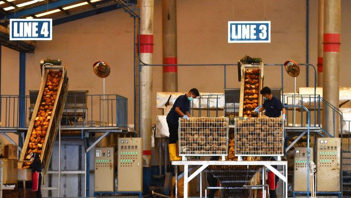 Sejumlah pekerja melakukan proses produksi serpih porang kering atau konjac chips di PT Asia Prima Konjac (APK) Kabupaten Madiun, Jawa Timur, Rabu (6/7/2022). PT APK mengekspor 162 ton serpih porang kering ke China setelah selama masa pandemi COVID-19 tidak melakukan kegiatan ekspor. ANTARA FOTO/Siswowidodo /foc.