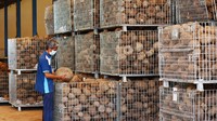 Seorang pekerja memeriksa umbi porang sebelum diiproduksi menjadi serpih porang kering atau konjac chips di PT Asia Prima Konjac (APK) Kabupaten Madiun, Jawa Timur, Rabu (6/7/2022).