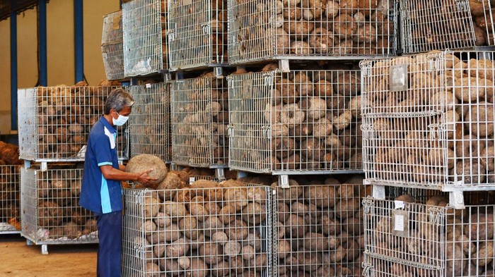 Sejumlah pekerja melakukan proses produksi serpih porang kering atau konjac chips di PT Asia Prima Konjac (APK) Kabupaten Madiun, Jawa Timur, Rabu (6/7/2022). PT APK mengekspor 162 ton serpih porang kering ke China setelah selama masa pandemi COVID-19 tidak melakukan kegiatan ekspor. ANTARA FOTO/Siswowidodo /foc.