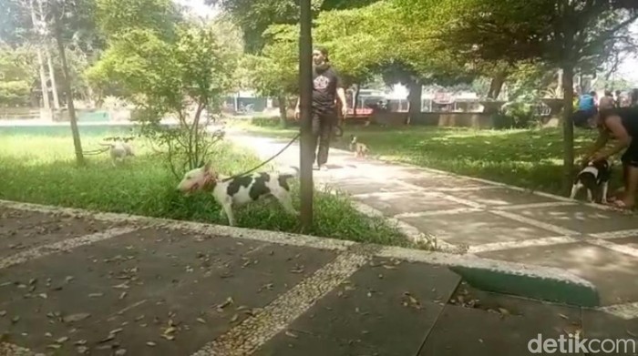 Aktivitas Dog Fighter.