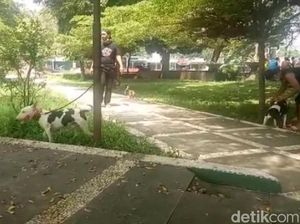 Budi Daya Anjing ala Dog Fighter Subang