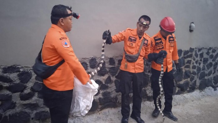 BPBD Kabupaten Bogor tangkap ular weling yang masuk rumah warga (dok BPBD Kabupaten Bogor)