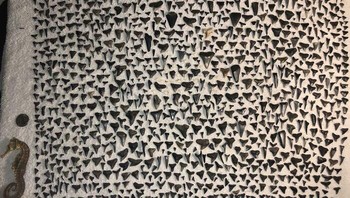 Seorang cucu menyimpan koleksi gigi hiu yang dikumpulkan oleh neneknya.  Dok. Boredpanda